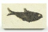 Detailed Fossil Fish (Knightia) - Wyoming #356776-1